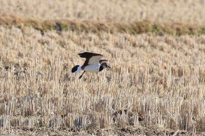 田んぼの鳥_f0327034_17382585.jpg