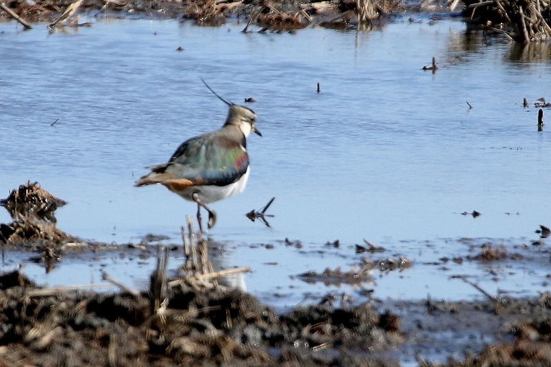 田んぼの鳥_f0327034_17385526.jpg