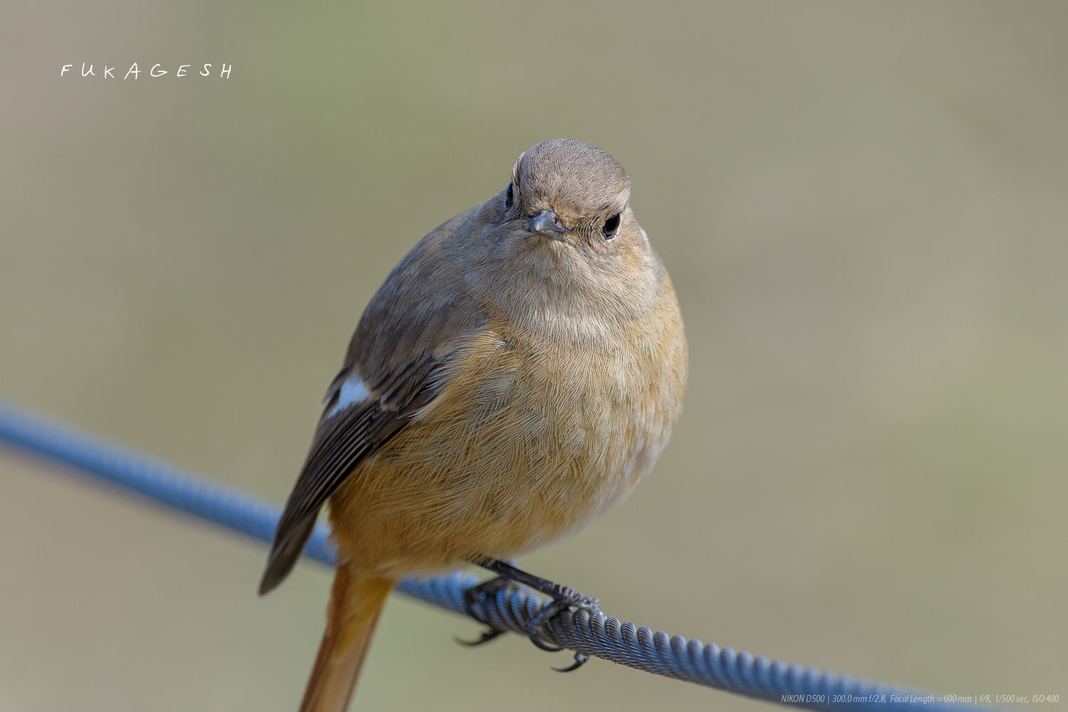 三連休中の鳥見_d0292540_01325843.jpg