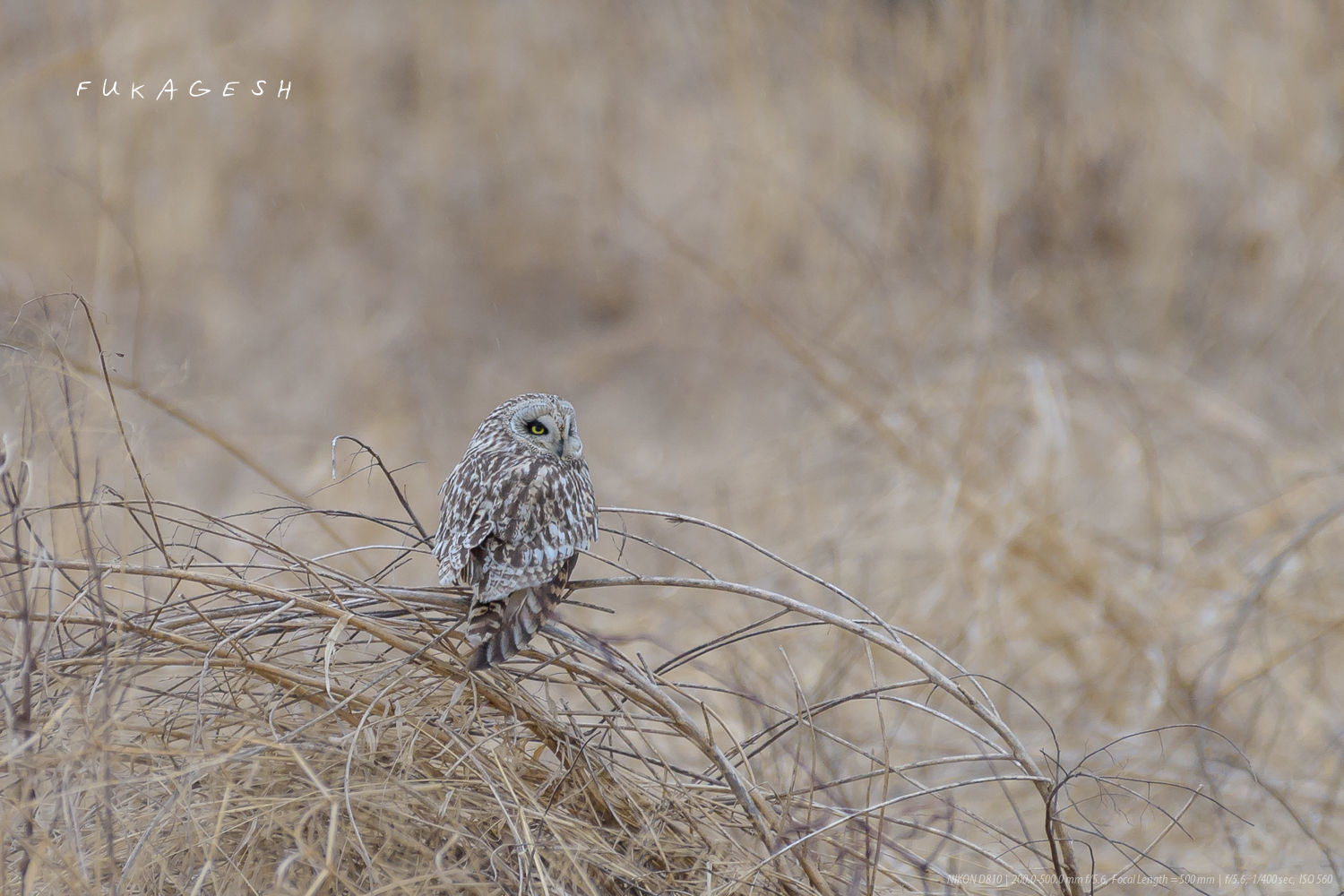 三連休中の鳥見_d0292540_01325908.jpg