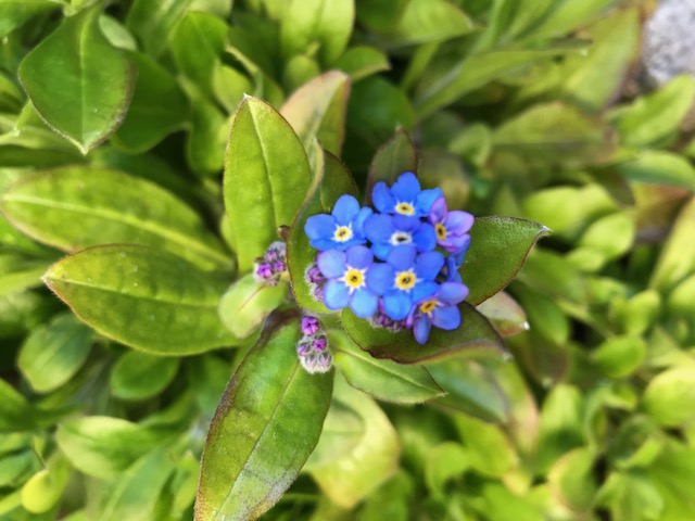「忘れな草」が咲きました。_f0172744_9431778.jpg