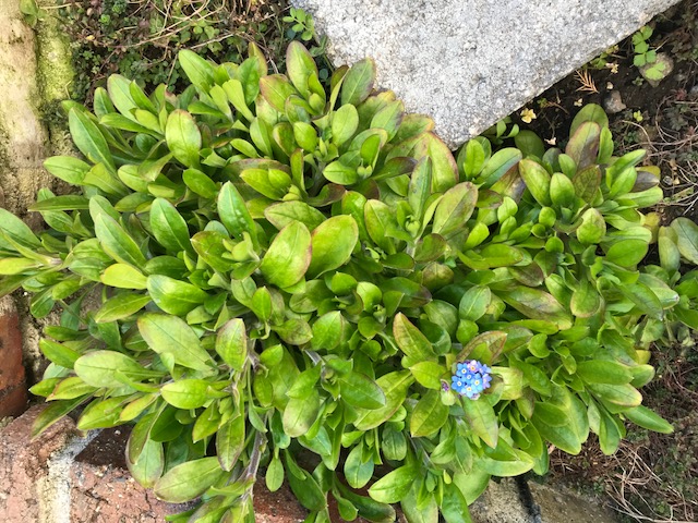「忘れな草」が咲きました。_f0172744_943596.jpg