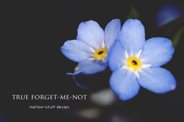 true forget-me-not_d0124248_17281515.jpg