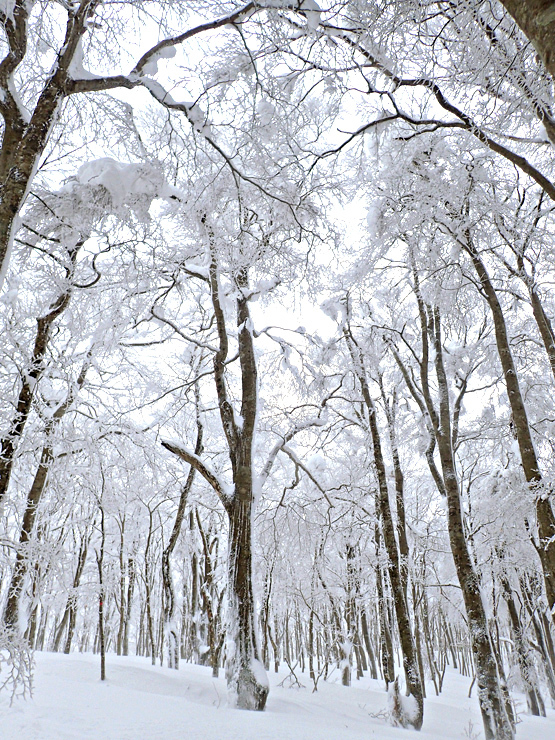 雪の大万木山リベンジ③_f0214649_05540911.jpg