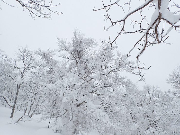 雪の大万木山リベンジ③_f0214649_05581064.jpg