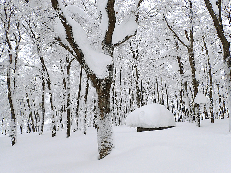 雪の大万木山リベンジ③_f0214649_06143868.jpg