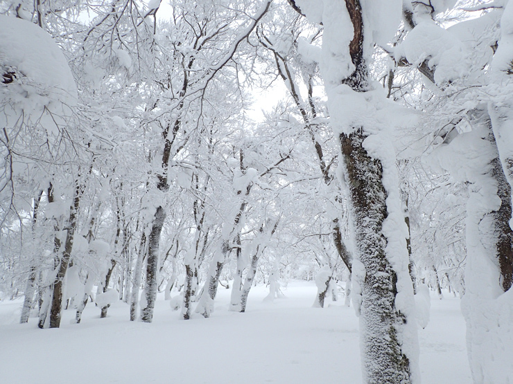 雪の大万木山リベンジ④・最終回_f0214649_13234079.jpg