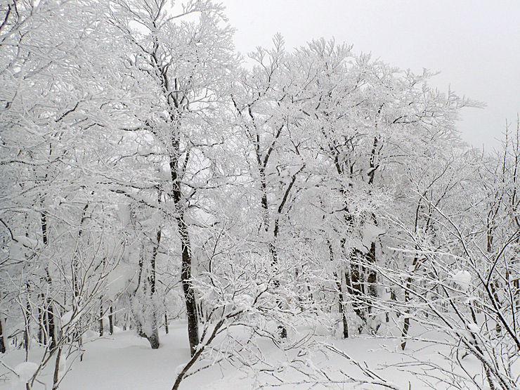 雪の大万木山リベンジ④・最終回_f0214649_13301048.jpg