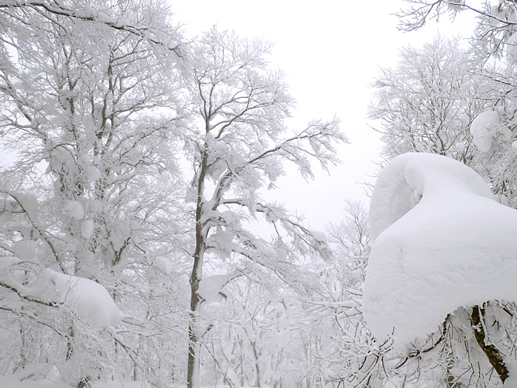 雪の大万木山リベンジ④・最終回_f0214649_13301823.jpg