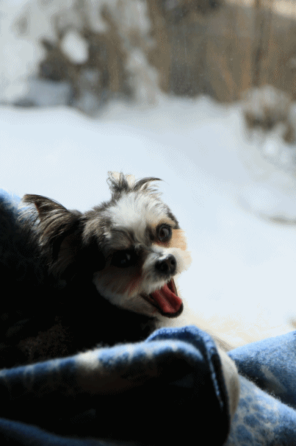c0145250_11063958.gif