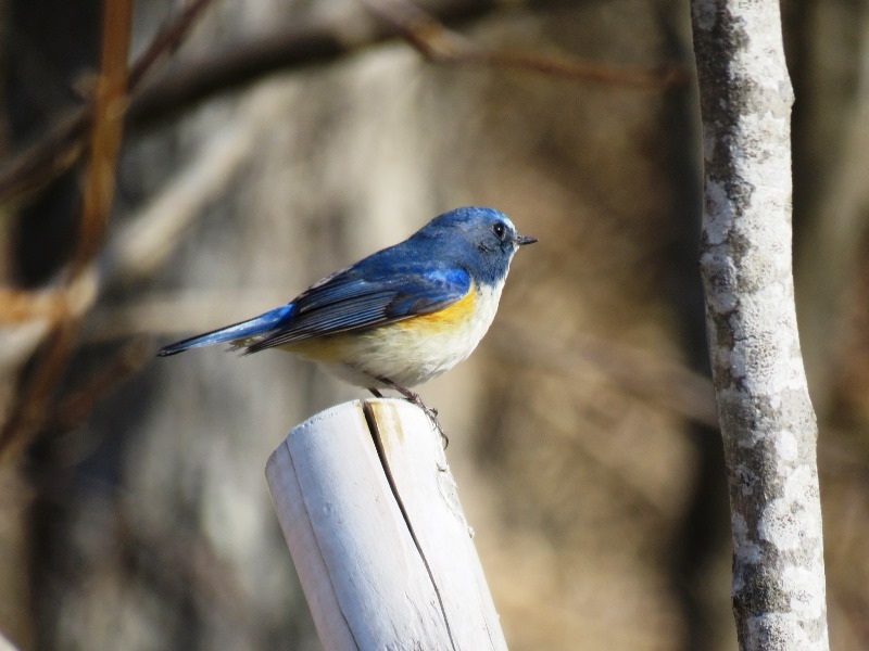 野鳥トレ　109　ルリビタキ、トラツグミなど_b0227552_20291688.jpg