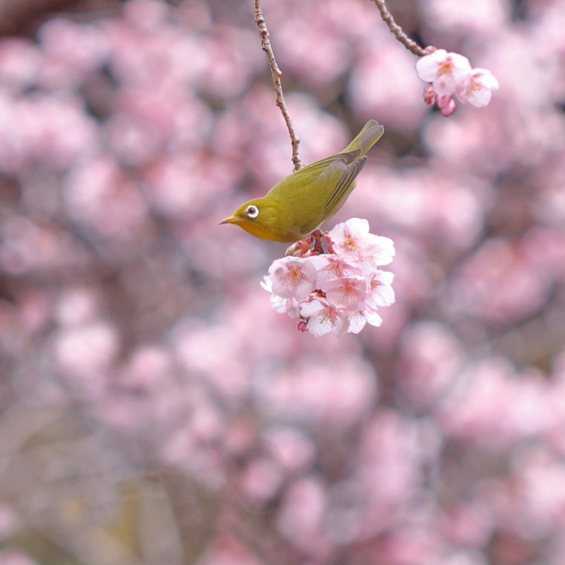 寒桜とメジロさん_e0389558_21541049.jpg