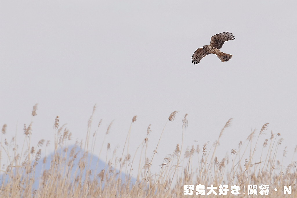 筑波山と猛禽 野鳥大好き 闘将 ｎ