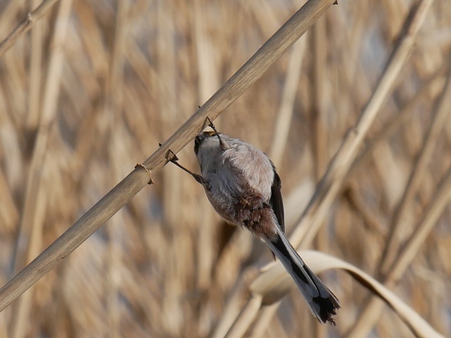 手賀沼の常連の鳥たち（ハジロカイツブリ、メジロ、エナガ、バン、モズ、ヒヨドリ）_d0088184_22391337.jpg