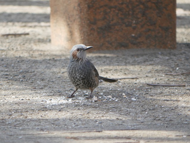 手賀沼の常連の鳥たち（ハジロカイツブリ、メジロ、エナガ、バン、モズ、ヒヨドリ）_d0088184_22411355.jpg