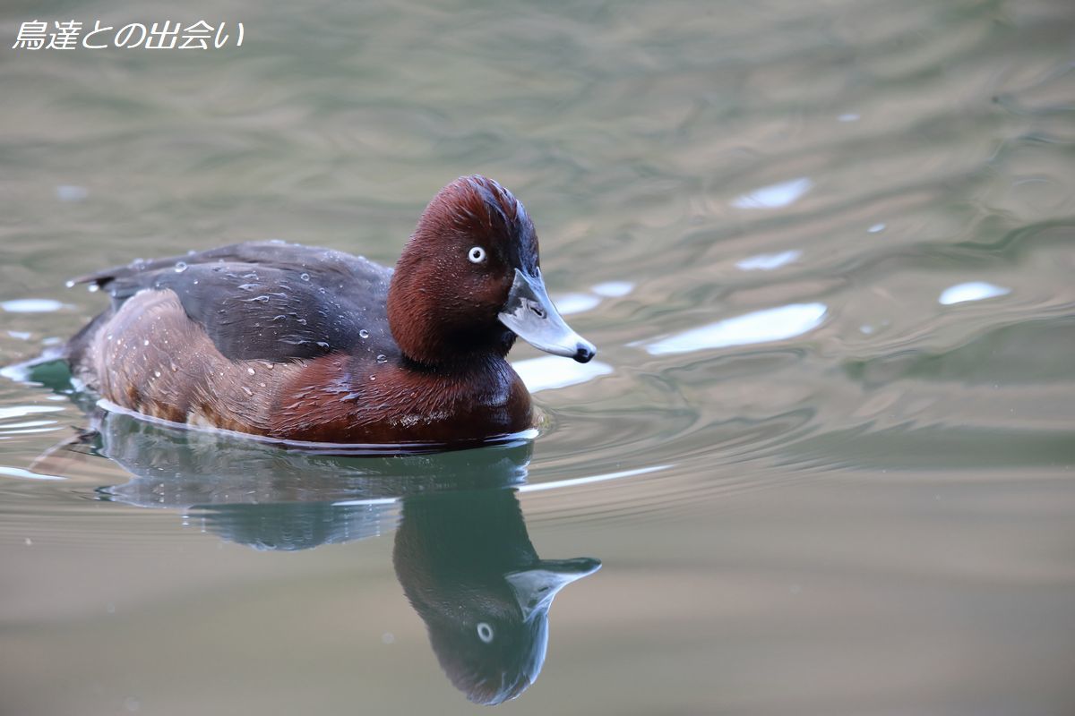 メジロガモ・・・Ferruginous Duck_e0139623_23383863.jpg