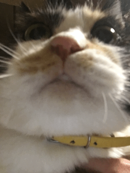 e0172635_23300216.gif