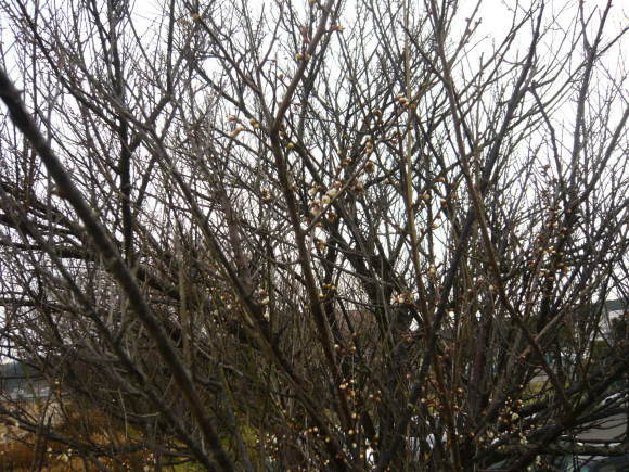 e0206847_09435489.jpg