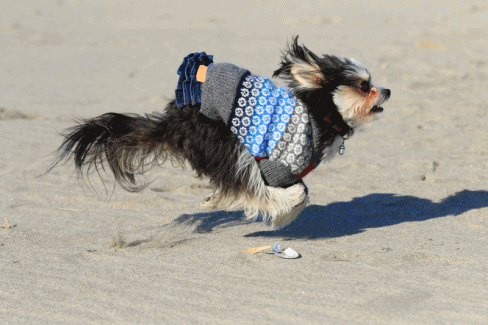 c0145250_10375518.gif