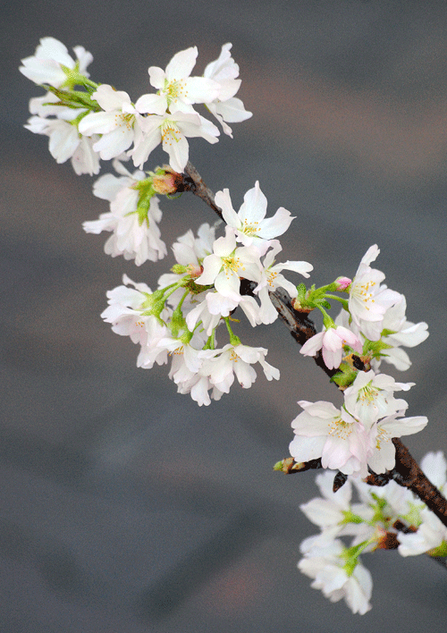 2月15日　啓翁桜 2018_a0001354_19582153.gif