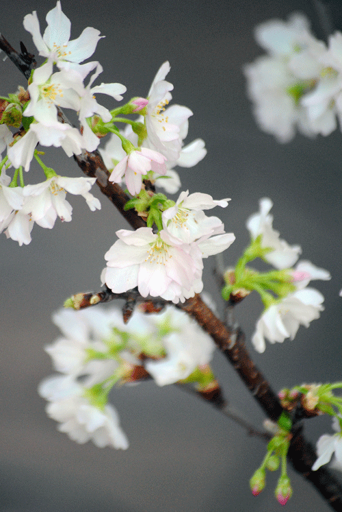 2月15日　啓翁桜 2018_a0001354_20004206.gif