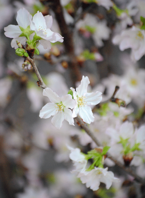 2月15日　啓翁桜 2018_a0001354_20005538.gif