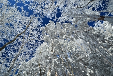 真っ白な山　　木梶山～国見山_c0303868_08400438.jpg