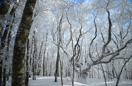 真っ白な山　　木梶山～国見山_c0303868_08405063.jpg