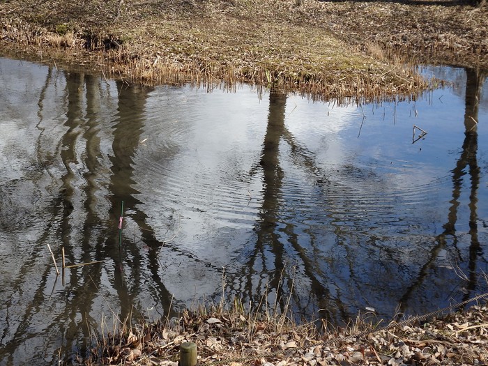 『木曽川水園の白い猫～』_d0054276_20282177.jpg