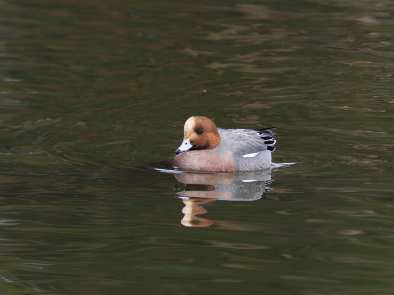 井頭公園にいたヒドリガモ_f0372177_22562626.jpg