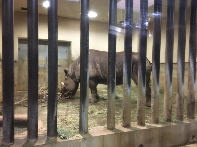 上野動物園deシャンシャンちゃんに逢いに行く(*´ω`*)_f0212480_08325180.jpg