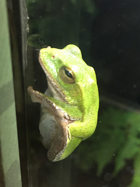 上野動物園deシャンシャンちゃんに逢いに行く(*´ω`*)_f0212480_08340443.jpg