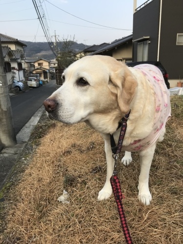 f0315081_22072738.jpeg