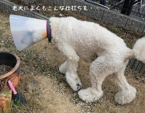 a0216583_10243064.png