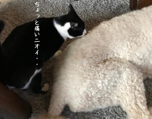 a0216583_10244040.png