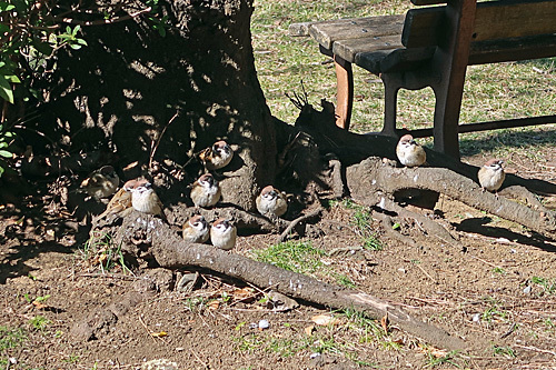 憩う雀　3枚の看板　カメコレ_a0188487_18454490.jpg