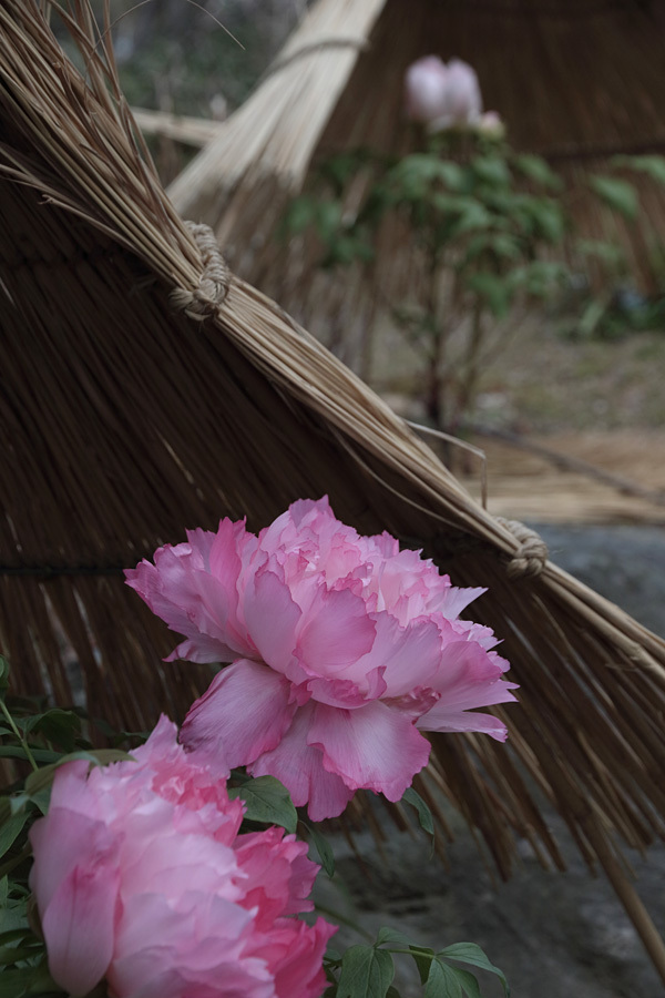 17.01.27：筥崎宮花庭園で寒牡丹とか５－完_c0007190_18420551.jpg