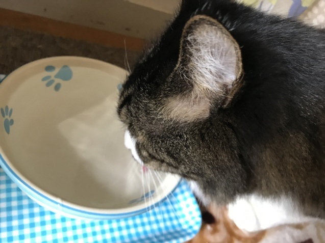 b0061107_13391861.jpeg