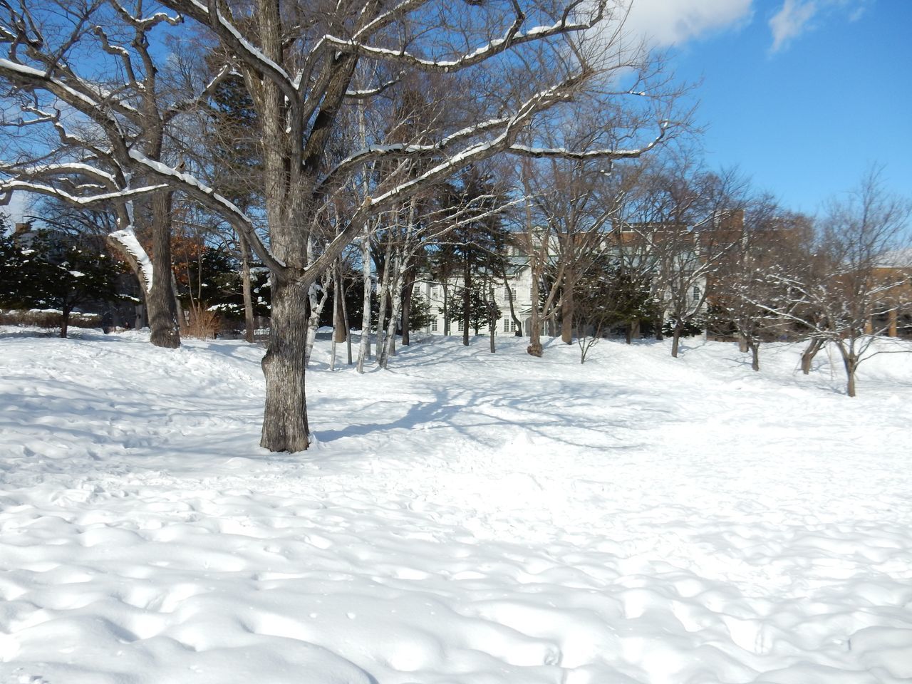 中央ローンの雪だるままつり_c0025115_23085521.jpg