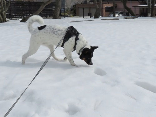 雪が融けちゃう前に_c0084117_18443028.jpg