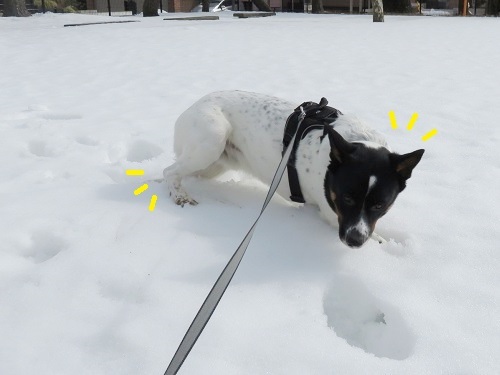 雪が融けちゃう前に_c0084117_18444820.jpg