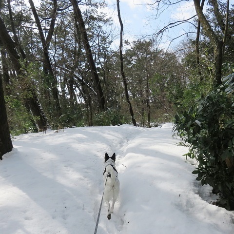 雪が融けちゃう前に_c0084117_18480928.jpg