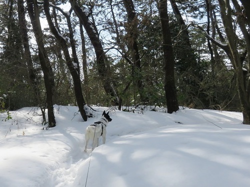 雪が融けちゃう前に_c0084117_18515760.jpg