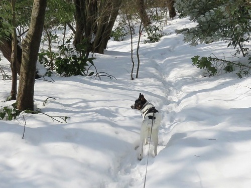 雪が融けちゃう前に_c0084117_18562121.jpg