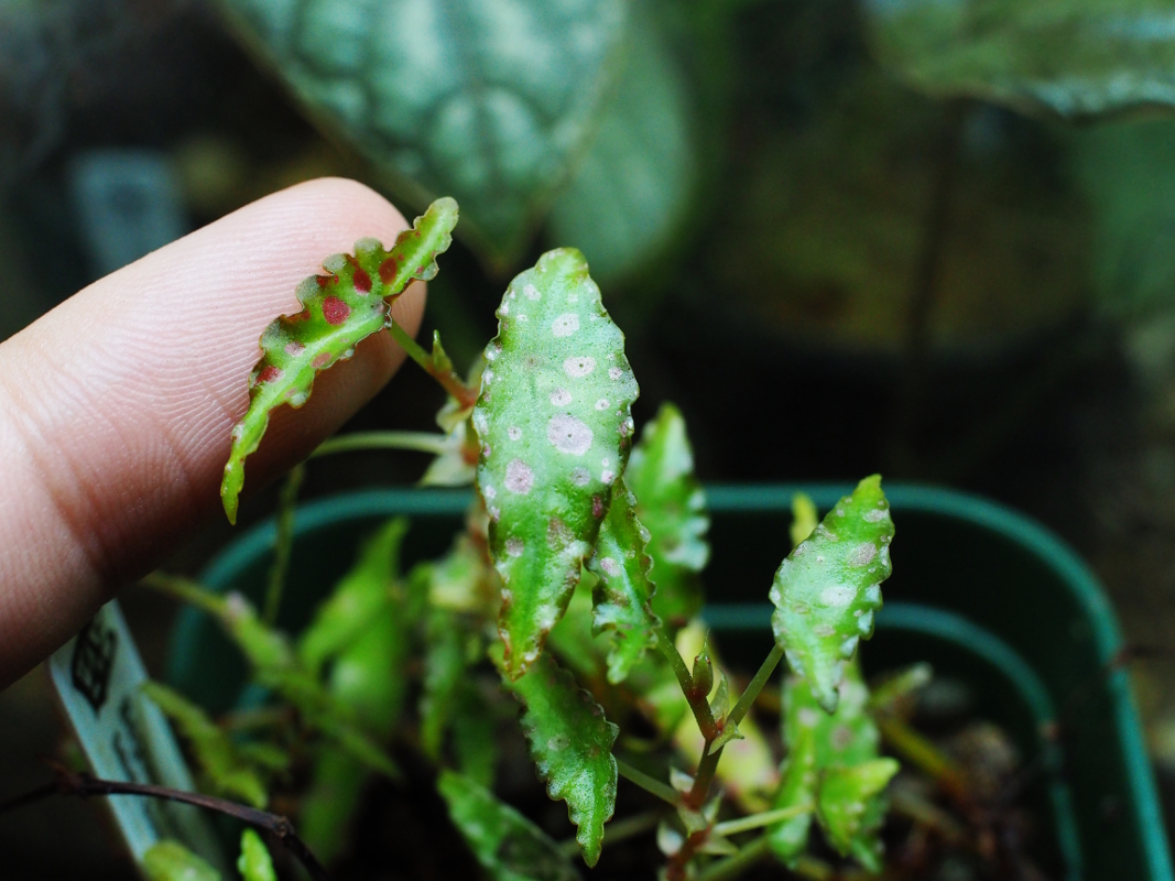 ベゴニア・アンフィオクサス #5 : Blog: Living Tropically