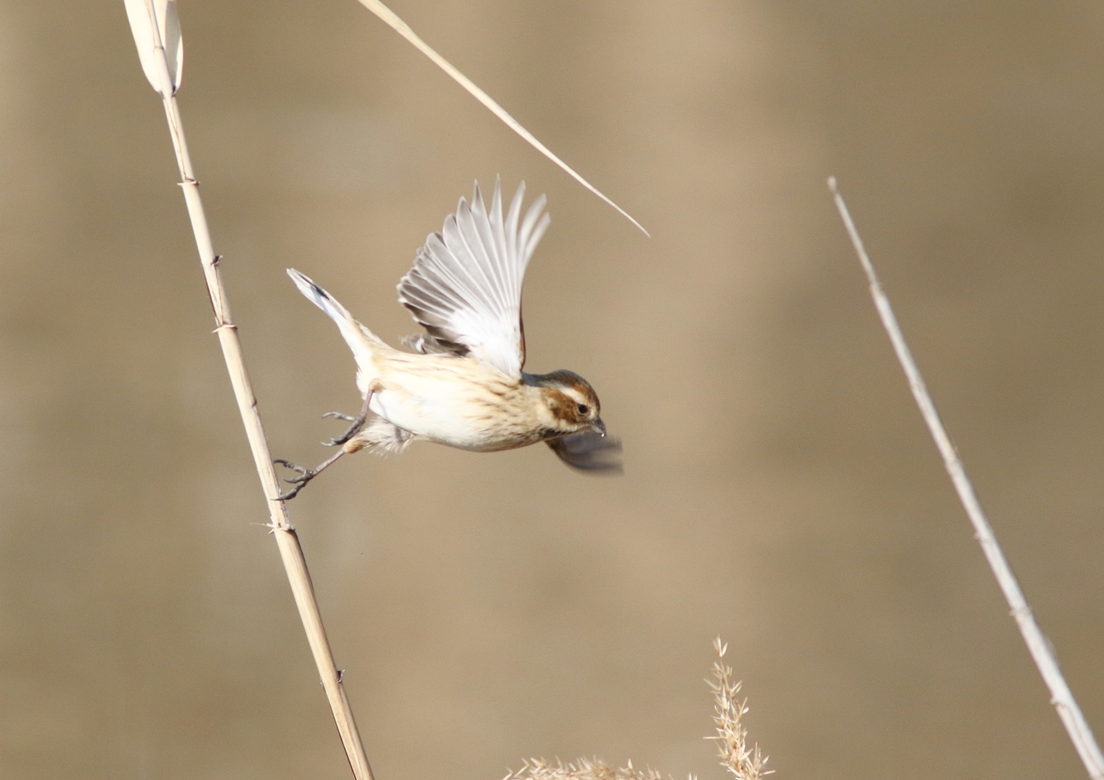 近場の野鳥「ヒレンジャク」「ヤマセミ」他_f0310221_19503161.jpg