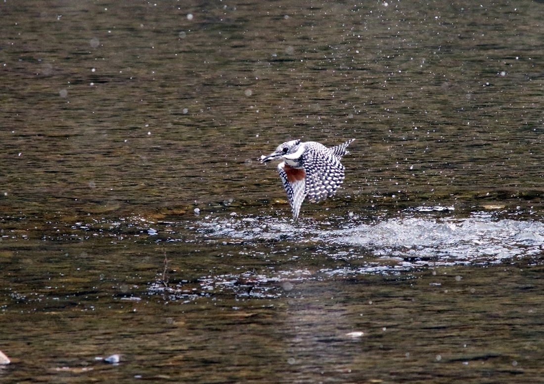 近場の野鳥「ヒレンジャク」「ヤマセミ」他_f0310221_20002302.jpg