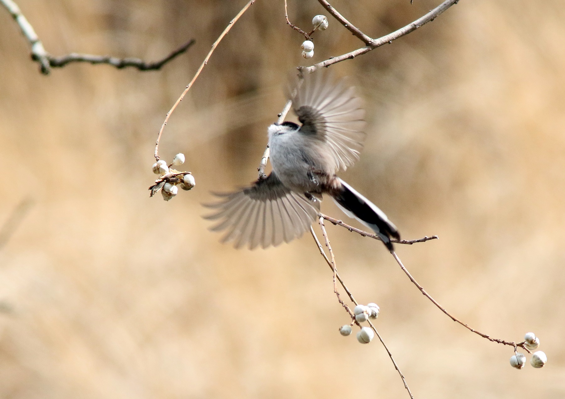 近場の野鳥「ヒレンジャク」「ヤマセミ」他_f0310221_20185758.jpg