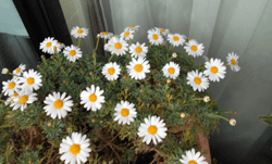 d0197949_22502848.gif
