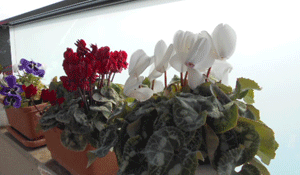 d0197949_22522341.gif
